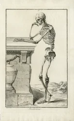 Anatomie - anatomische Studie eines Skeletts
